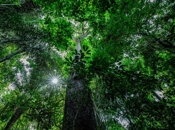 Mato Grosso tem queda de 71% nos alertas de desmatamento da Amazônia em abril