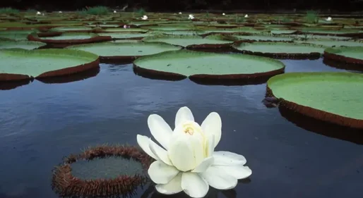 Vitória-régia, a planta amazônica que revolucionou a arquitetura e continua a inspirar inovações tecnológicas