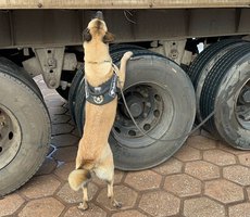 PF desarticula grupo que operava no tráfico interestadual de drogas