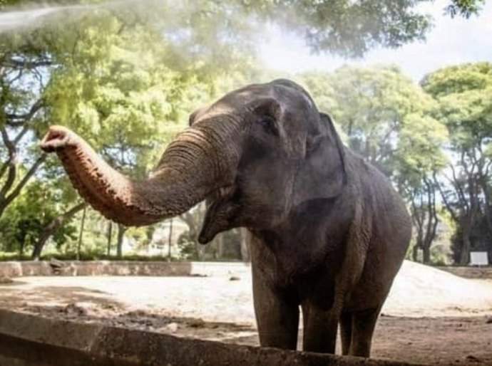 A viagem de Mara, a elefanta mais querida da Argentina, para viver em Chapada dos Guimarães, MT