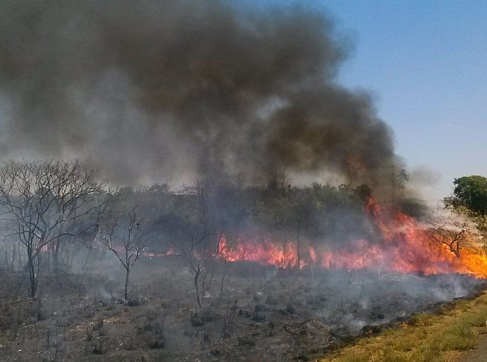 Com colapso em outros biomas, Pantanal pode secar ainda mais nos próximos anos, alerta cientista