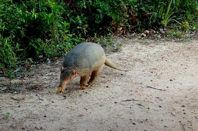 Veja Vídeo: Câmeras instaladas pela Sema na Transpantaneira registram 95 espécies de animais silvestres