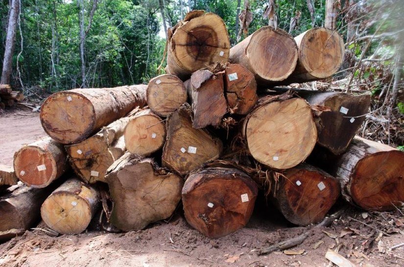 Período proibitivo para exploração do Manejo Florestal Sustentável terminou neste sábado,1º