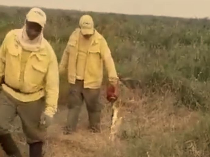 Veja Fotos e Vídeo: Brigadistas combatem fogo no Pantanal fazendo o contrafogo