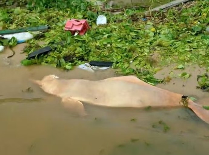 Clima extremo: seca severa causou morte de botos e transformou rio em lama no Amazonas