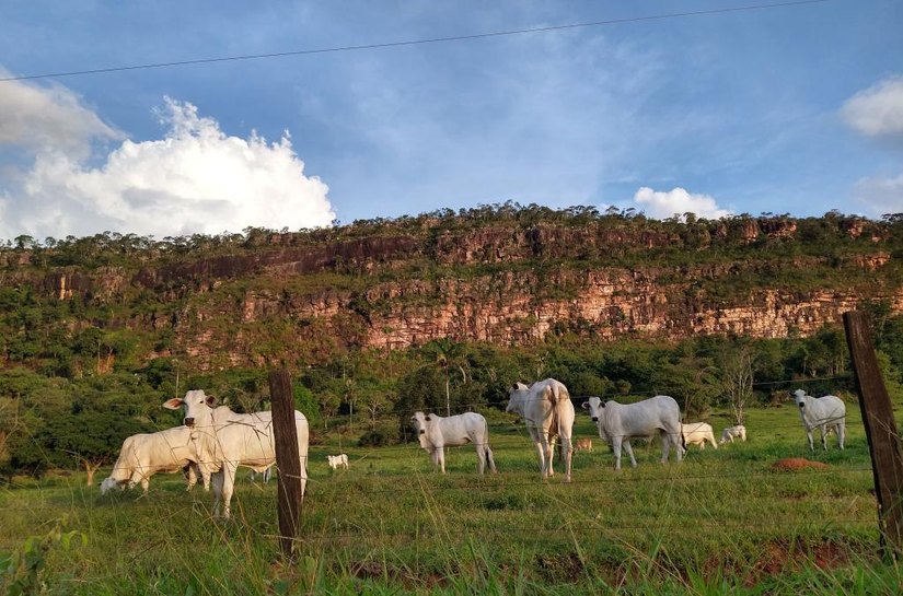 Mato Grosso fecha 2025 com 31,6 milhões de bovinos, aponta Indea