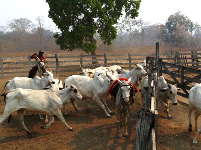 Ambientalistas explicam por que 'boi bombeiro' e 'reservas incendiárias' no Pantanal, citados por Salles, são mito