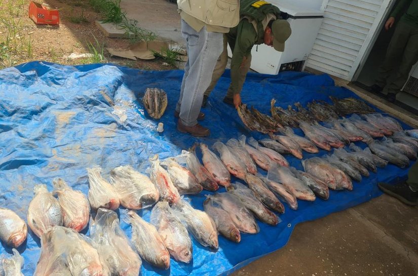 Operação contra esquema de comercialização ilegal de pescado na Feira do Porto resulta em R$400 mil em multa