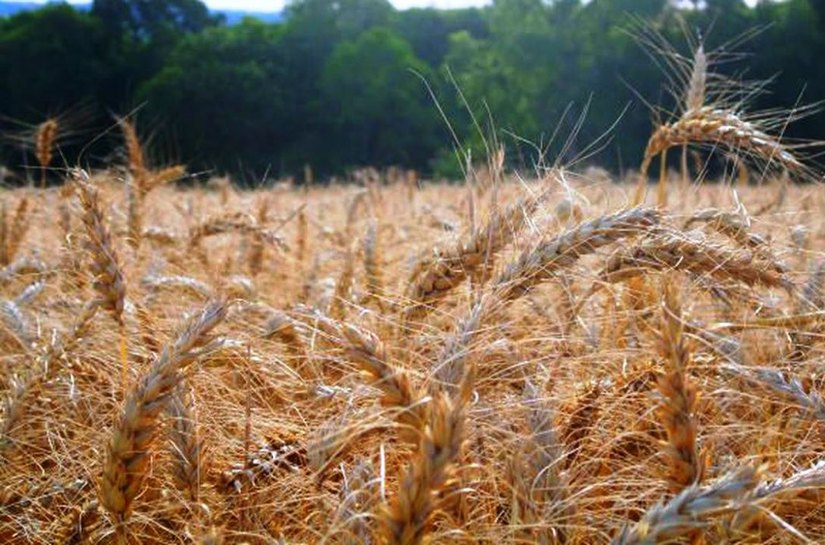 Fertilizante ecológico pode reduzir dependência de importação