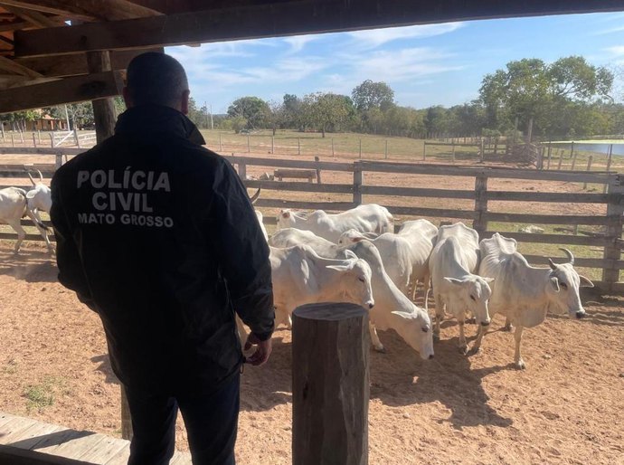 Polícia faz operação para apurar roubo de 90 cabeças de gado em fazenda em Cuiabá