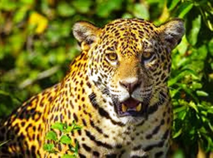 Pantanal: Fogo destrói 70% de parque com maior número de onças-pintadas no mundo