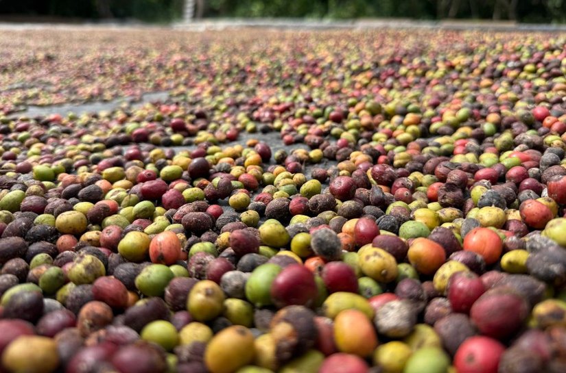 Governo de Mato Grosso lança 1º Concurso de Qualidade do Café