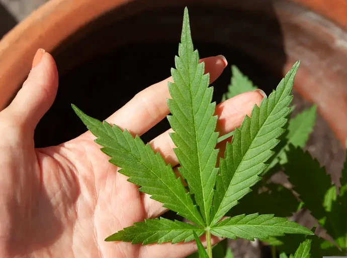 Anvisa discute nesta quarta regras para a produção de cannabis no país