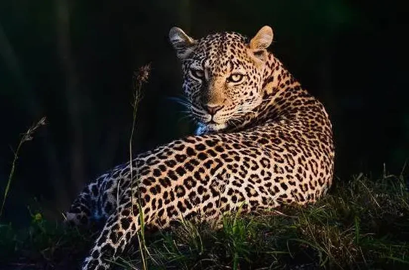 Como fascínio do matemático Alan Turing por manchas de leopardos o fez resolver um enigma