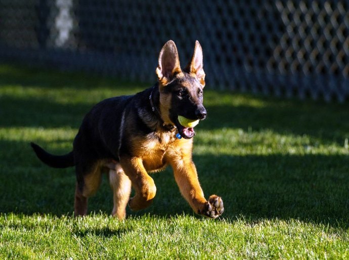 Joe Biden apresenta Commander, o novo cachorro da Casa Branca
