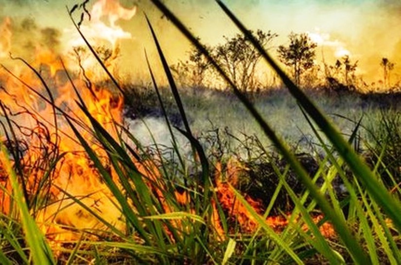 Senado reúne número mínimo de assinaturas para CPI sobre queimadas e desmonte ambiental