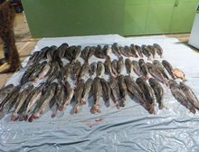 Companhia Ambiental da PM apreende 412 quilos de pescado irregular em Poxoréu, MT