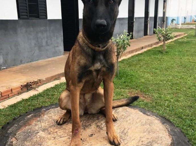 Atuação de cães farejadores coíbe entrada de entorpecentes na Penitenciária da Mata Grande