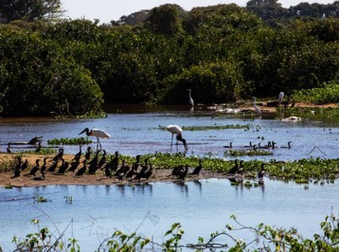 A pedido do MPF, Supremo determina a criação de lei federal específica para a preservação do Pantanal