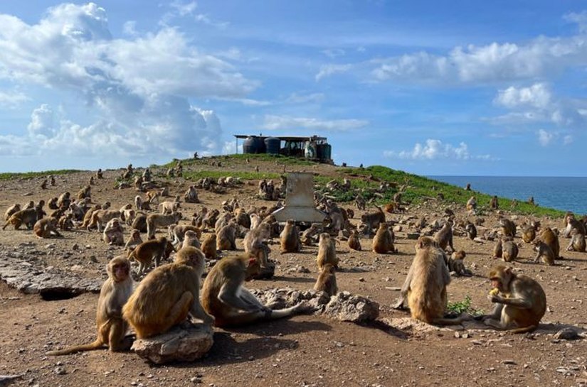 A ilha-laboratório onde quase 2 mil macacos são estudados para entender o comportamento humano