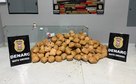 Polícia Civil apreende mais de 150 quilos de maconha em casa no bairro Jardim União