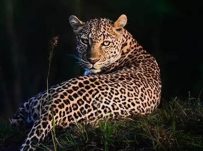 Como fascínio do matemático Alan Turing por manchas de leopardos o fez resolver um enigma