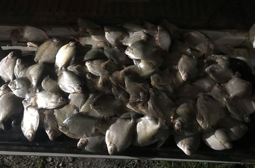 PM e Sema apreendem 27 quilos de pescado irregular; homem é multado em R$ 7,8 mil