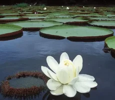 Vitória-régia, a planta amazônica que revolucionou a arquitetura e continua a inspirar inovações tecnológicas