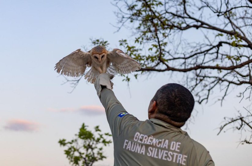 Sema-MT devolve 8 animais silvestres para seu habitat natural