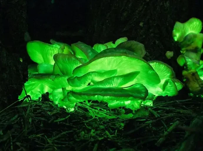 A floresta 'mágica' que brilha no escuro na Austrália