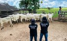 Polícia Civil recupera gado furtado e evita prejuízo de mais R$ 120 mil a pecuarista