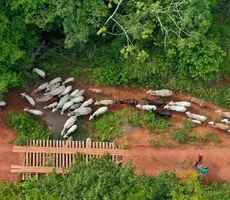 Funai solicita apoio da PF para investigar emboscada no Pará