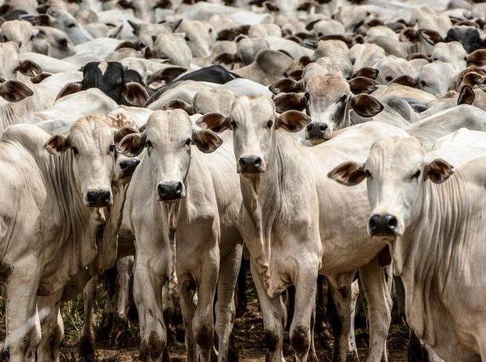 Mato Grosso tem sete frigoríficos habilitados a exportar para a China