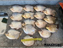 Batalhão Ambiental apreende 20 quilos de pescado irregular e aplica multa de R$ 12 mil