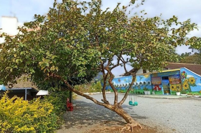 O que se sabe sobre ataque que matou 4 crianças em creche de Blumenau