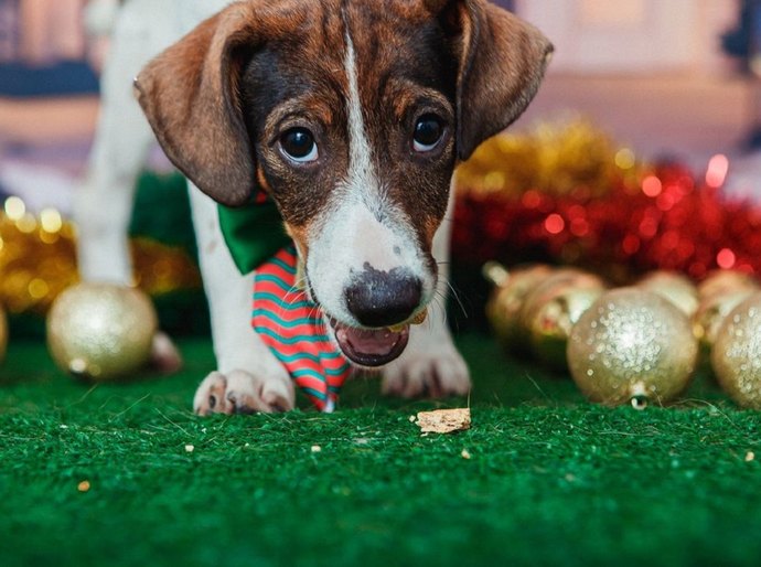 Animais de estimação viram modelos fotográficos para estimular adoção