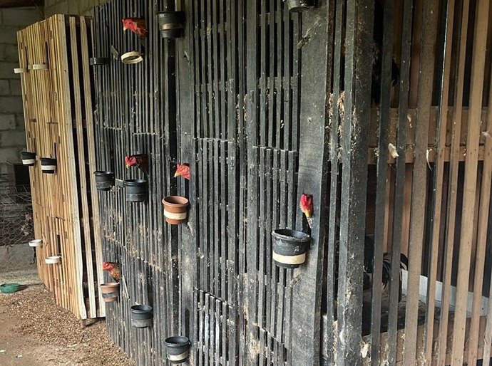 Polícia Civil e Sema desarticulam rinha de galos na região do Engordador, em Várzea Grande