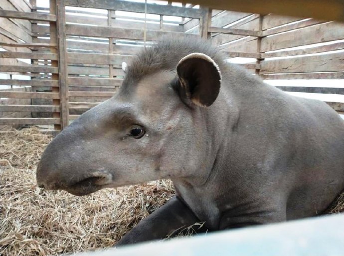 Anta é resgatada no Pantanal com patas e coxa queimadas