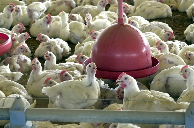 Gripe aviária: Chile e Uruguai suspendem compra de frango do Brasil