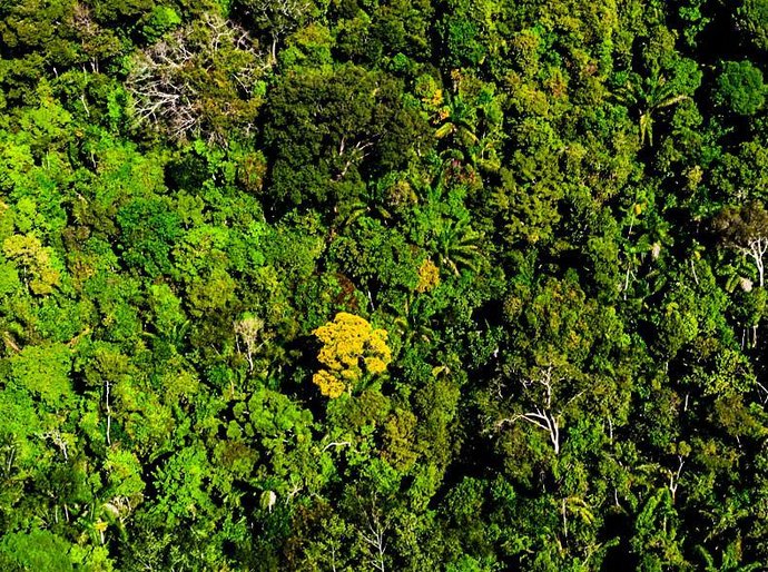 Mato Grosso reduz desmatamento em 74%, aponta Imazon