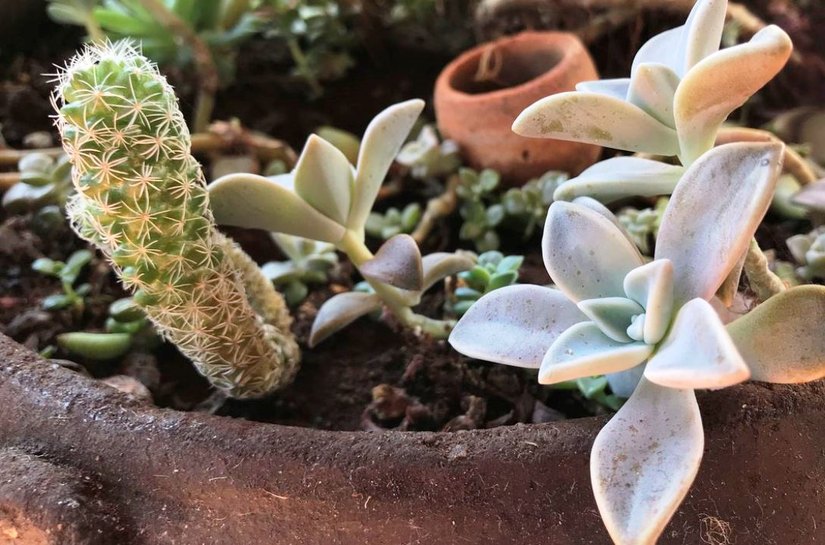 Pandemia e isolamento aumentam procura por cultivo de plantas em casa