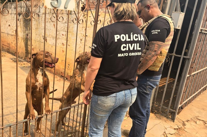 Polícia Civil prende tutora de cães pitbull encontrados em situação de maus-tratos