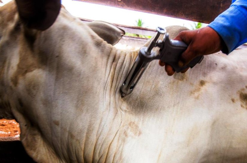 Dados finais apontam 99,8% do rebanho vacinado contra febre aftosa em MT