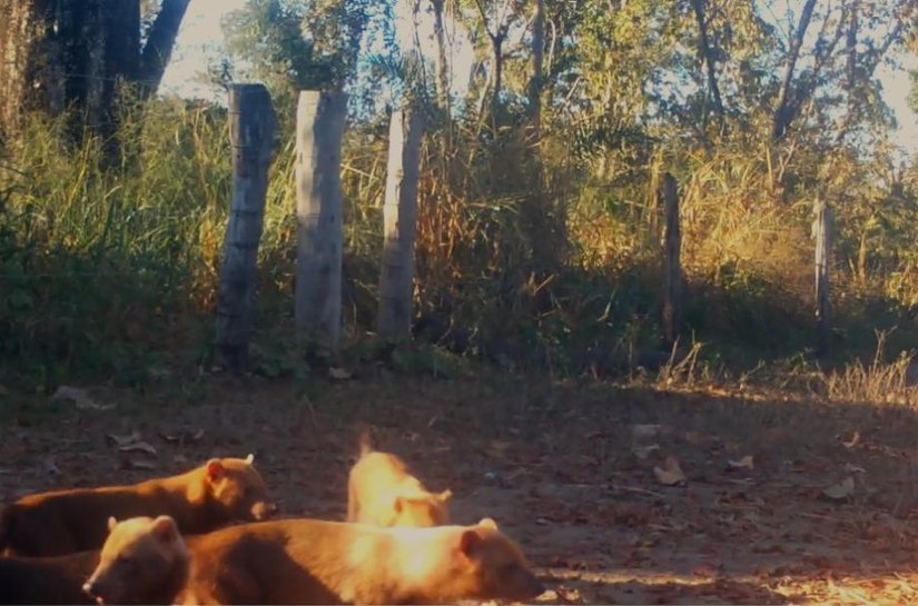 Veja Foto e Vídeo: Matilha de cachorro-vinagre é flagrada pela primeira vez por câmeras de monitoramento na Transpantaneira