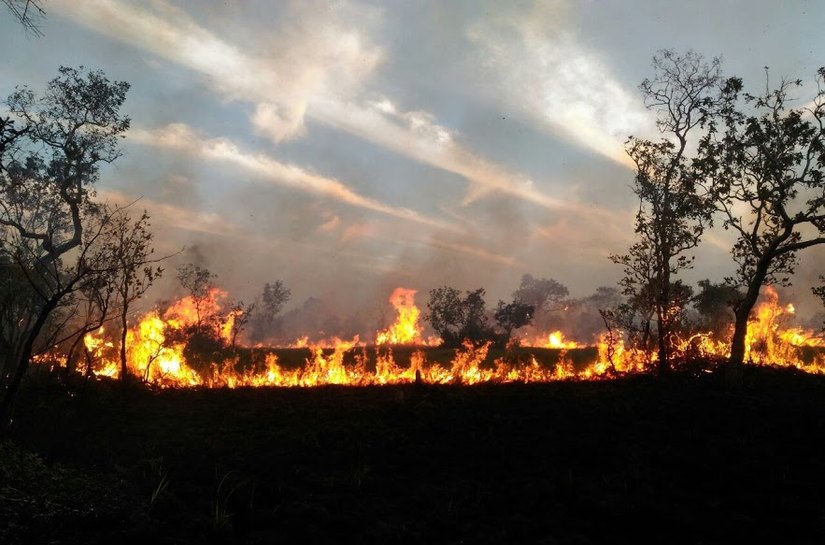 Pesquisa custeada pela Fapemat utiliza técnica do 'DNA ambiental' para identificar impacto do fogo no Pantanal