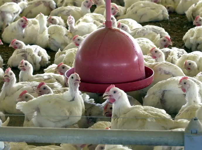 Gripe aviária: Chile e Uruguai suspendem compra de frango do Brasil