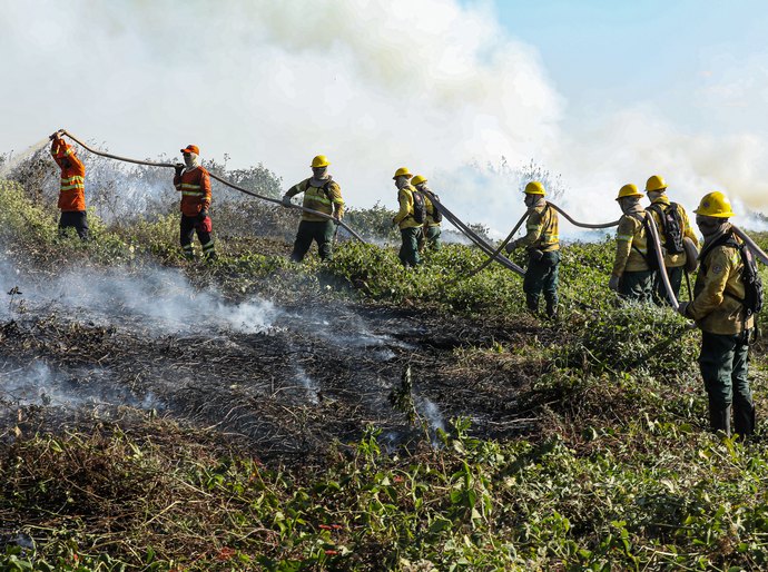 Corpo de Bombeiros combate 48 incêndios florestais no Estado nesta quarta-feira,11