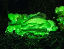 A floresta 'mágica' que brilha no escuro na Austrália