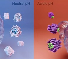 Cientistas desenvolvem nanorrobôs que podem “matar” células cancerígenas