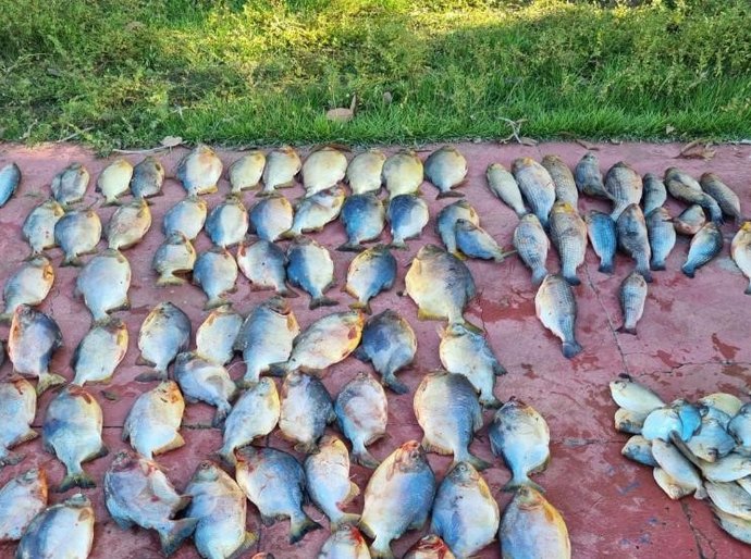 Polícia Militar prende homem com 112 unidades de pescado irregular em Cuiabá